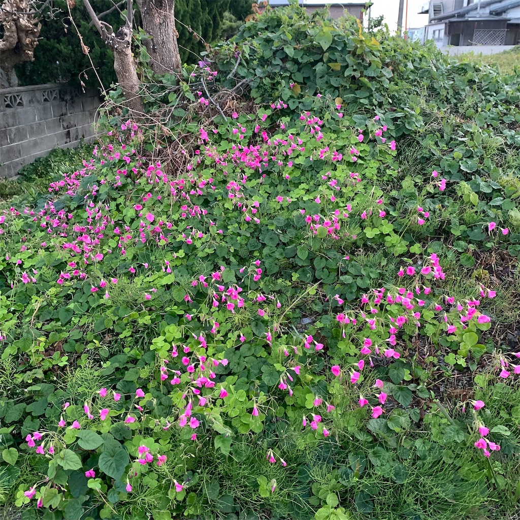 f:id:keikostyle:20211121070038j:image