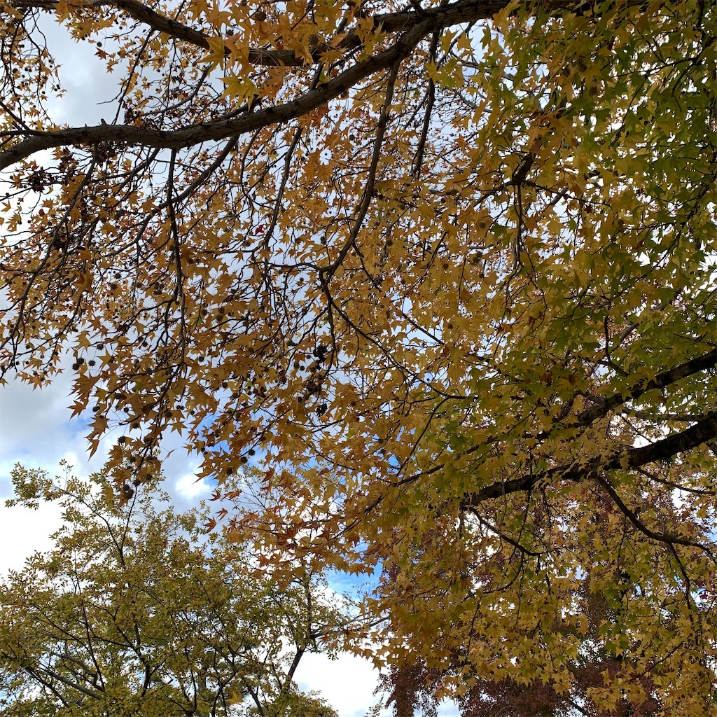 f:id:keikostyle:20211127170015j:image