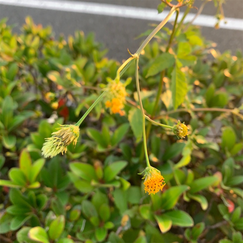 f:id:keikostyle:20211129051640j:image