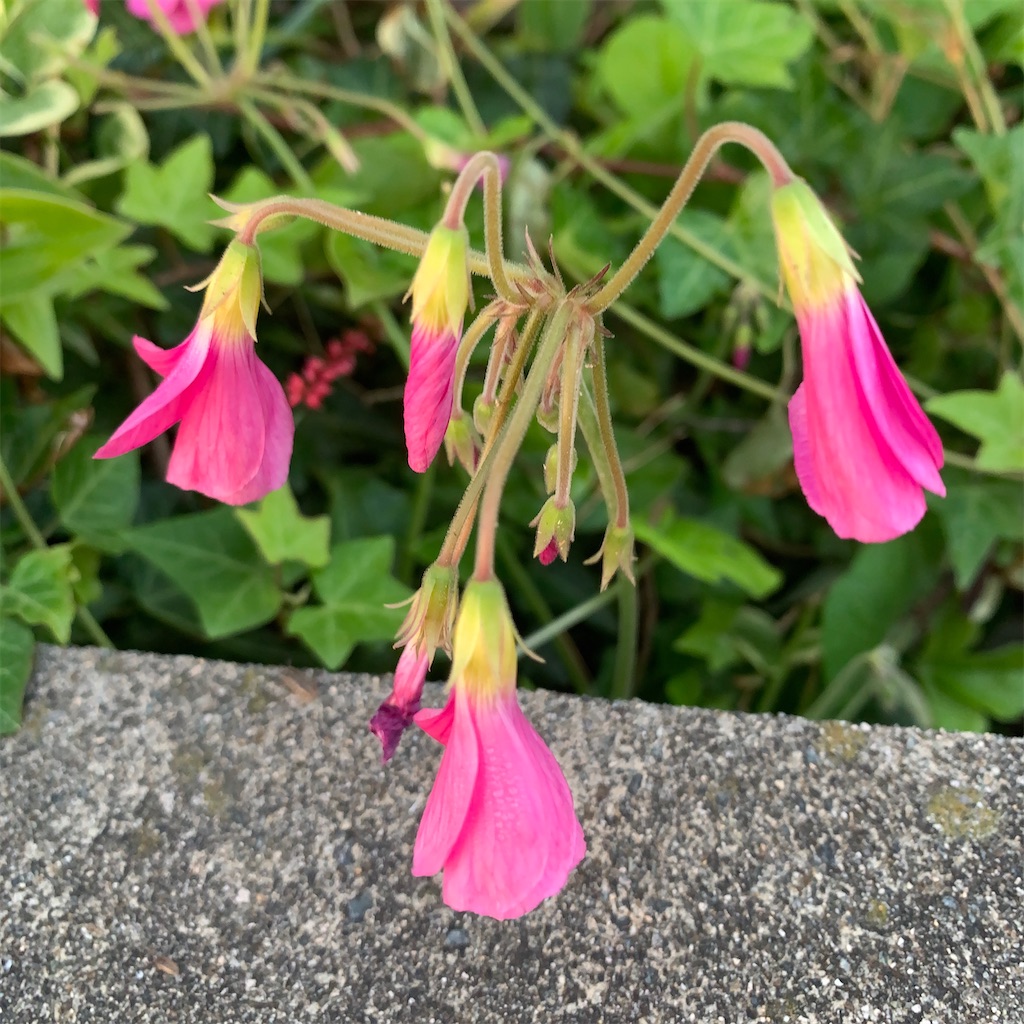 f:id:keikostyle:20211129051649j:image