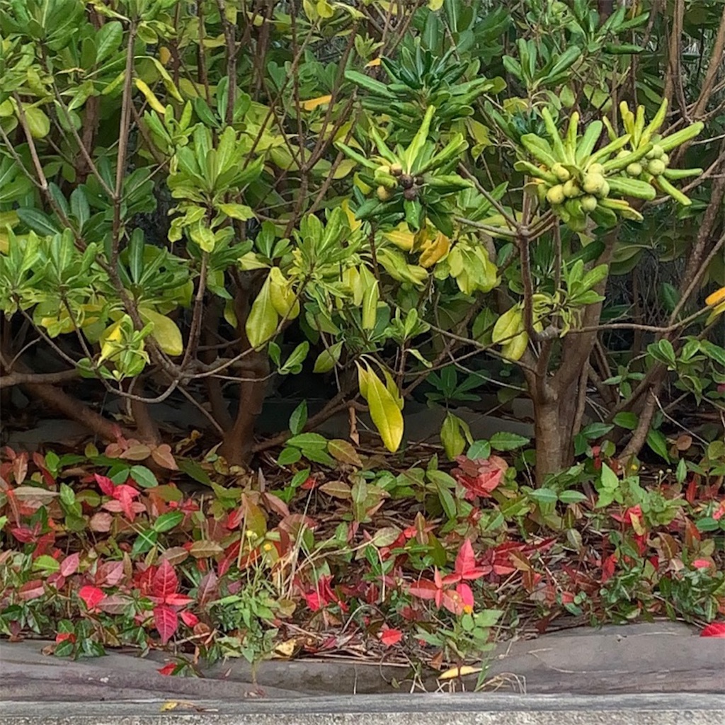 f:id:keikostyle:20211129051703j:image