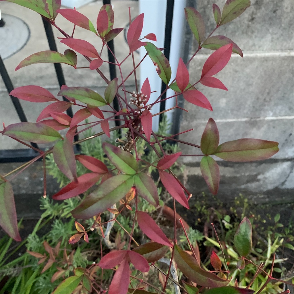 f:id:keikostyle:20211203071002j:image
