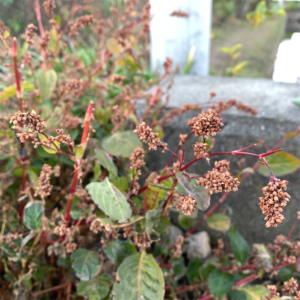 f:id:keikostyle:20211203071031j:image