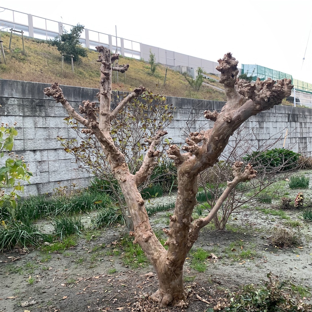 f:id:keikostyle:20211207072554j:image