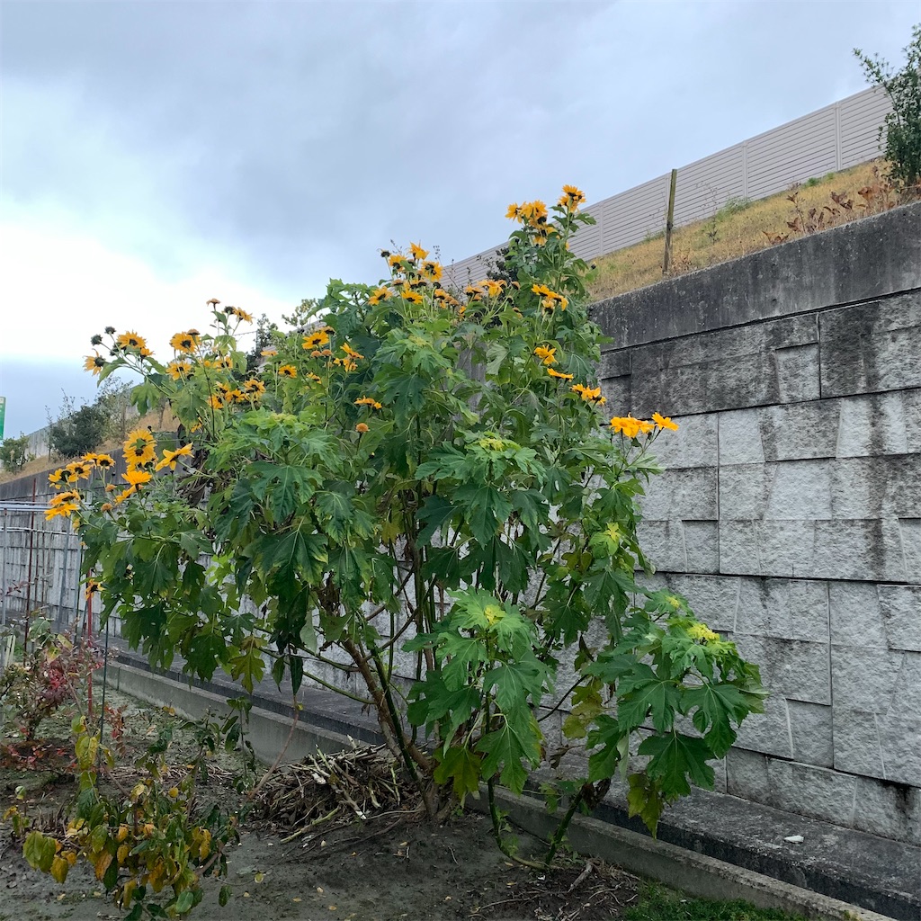 f:id:keikostyle:20211207072602j:image