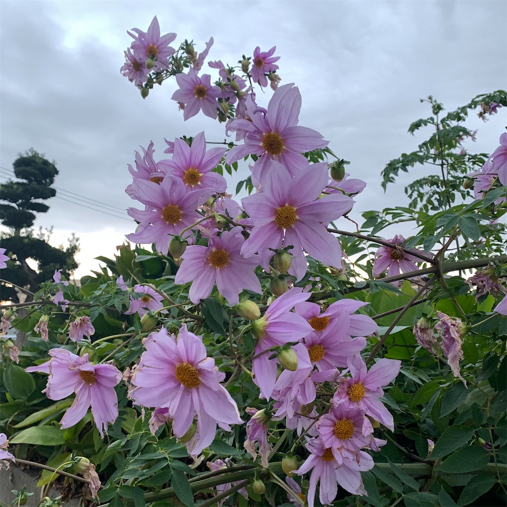 f:id:keikostyle:20211207072610j:image