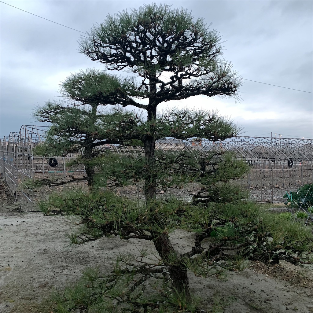 f:id:keikostyle:20211207072624j:image