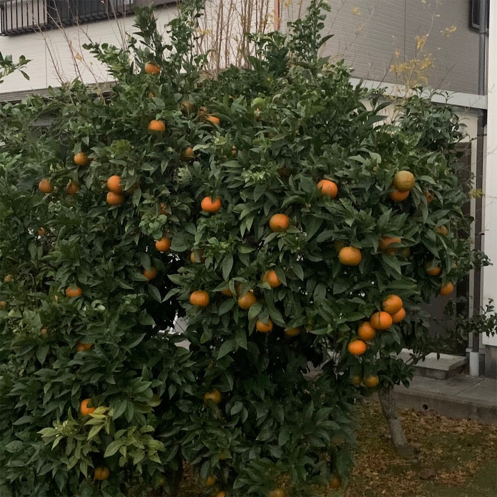f:id:keikostyle:20211207072644j:image