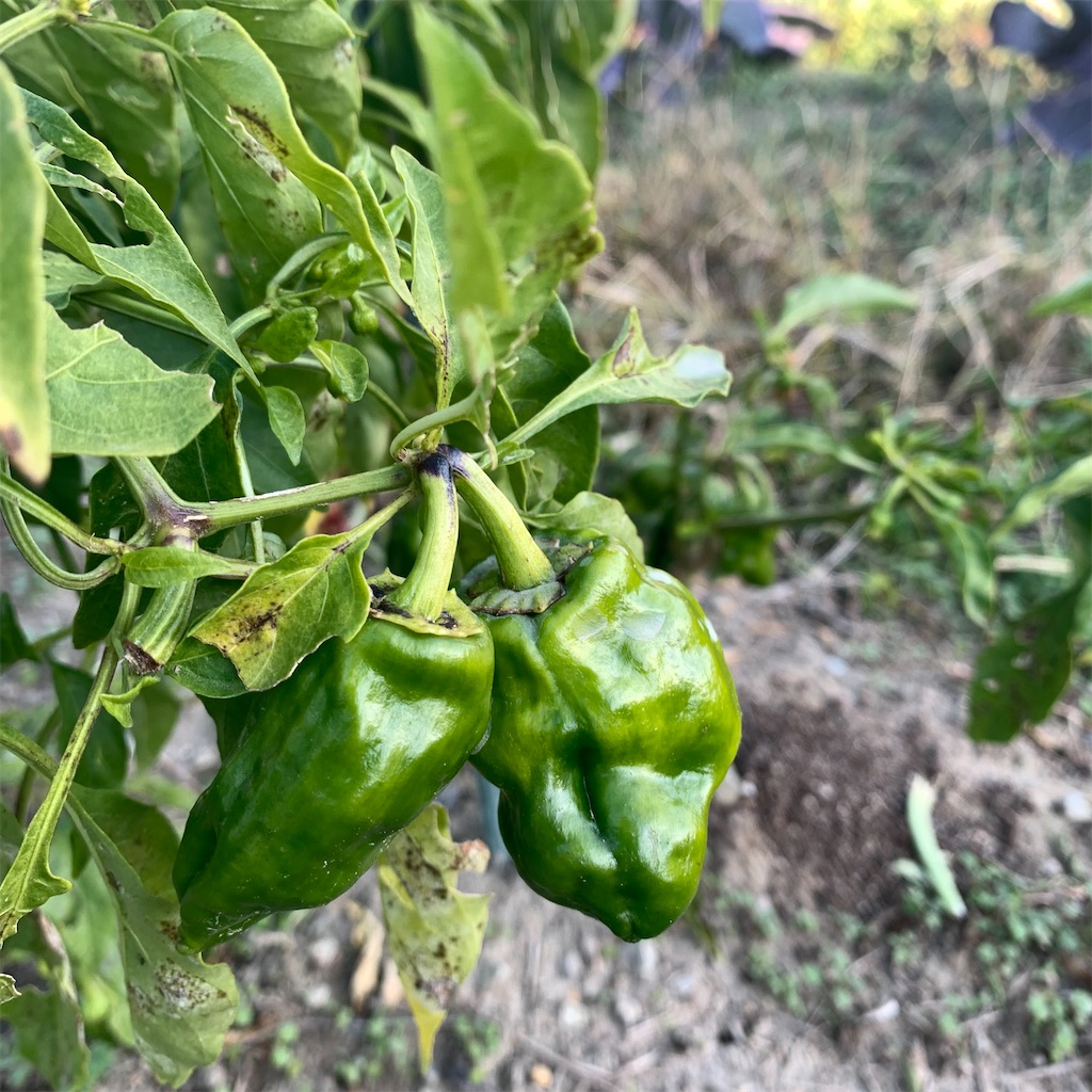 f:id:keikostyle:20211211155319j:image