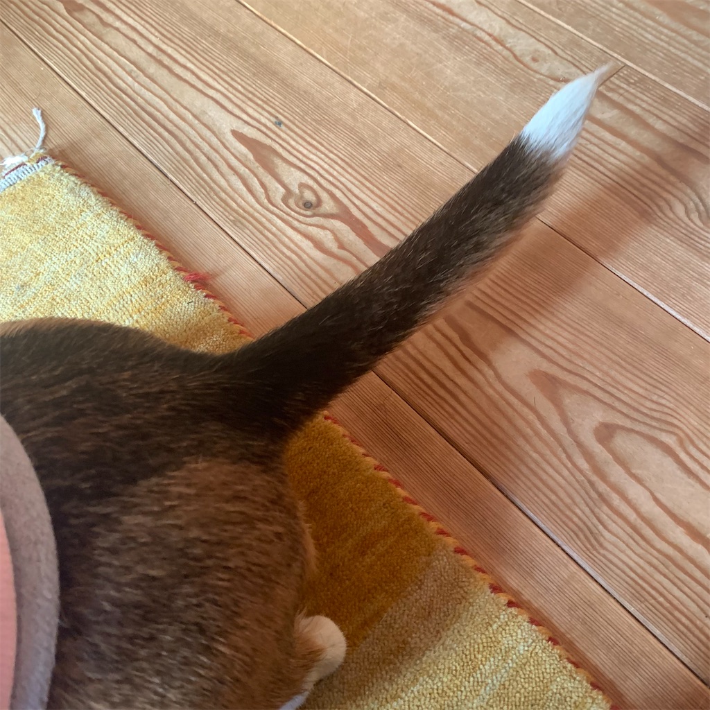 f:id:keikostyle:20211214103312j:image