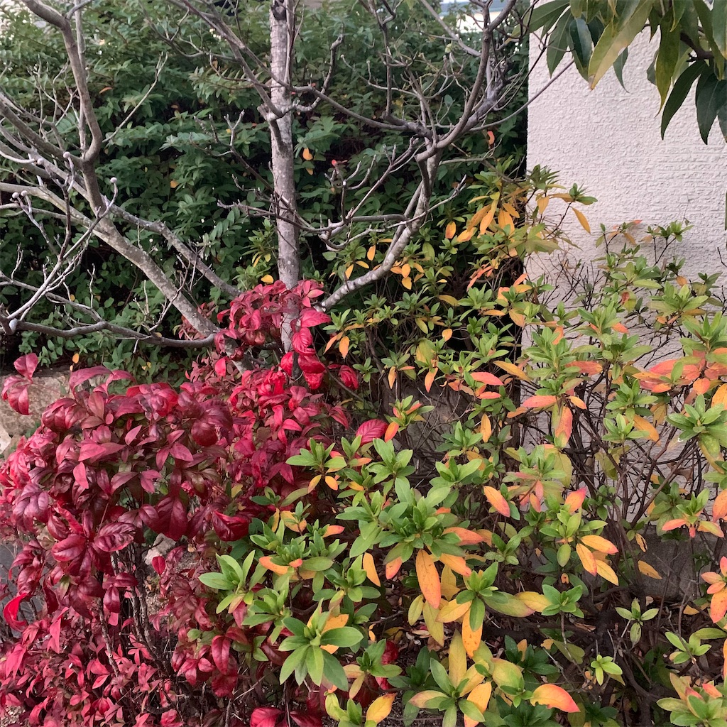 f:id:keikostyle:20211219071237j:image