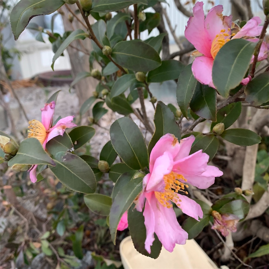 f:id:keikostyle:20211229073511j:image