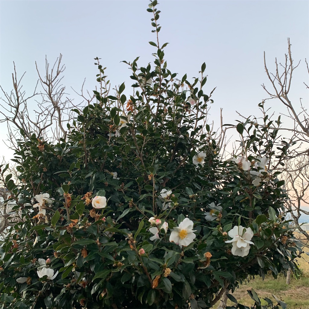 f:id:keikostyle:20211231072227j:image