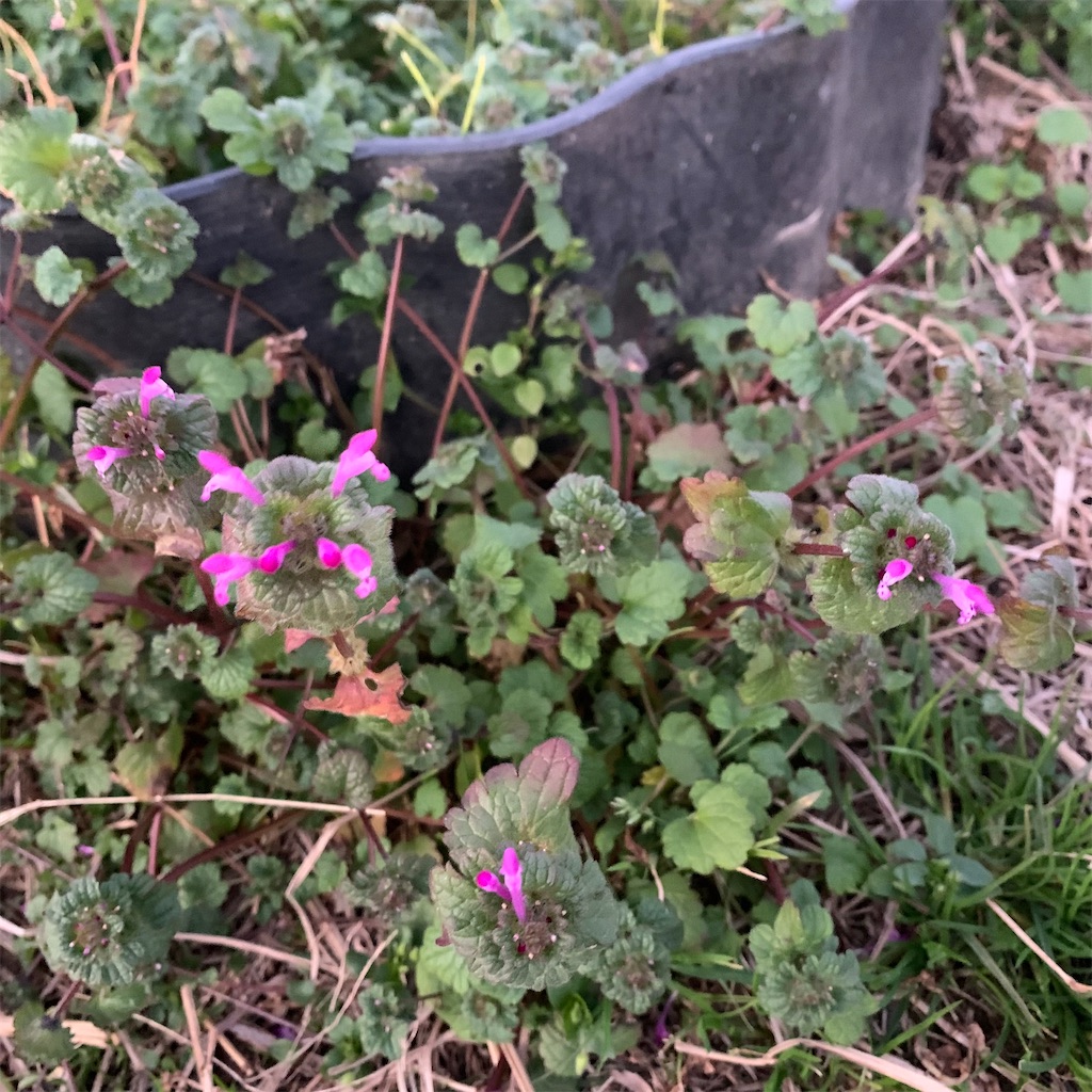 f:id:keikostyle:20211231072246j:image