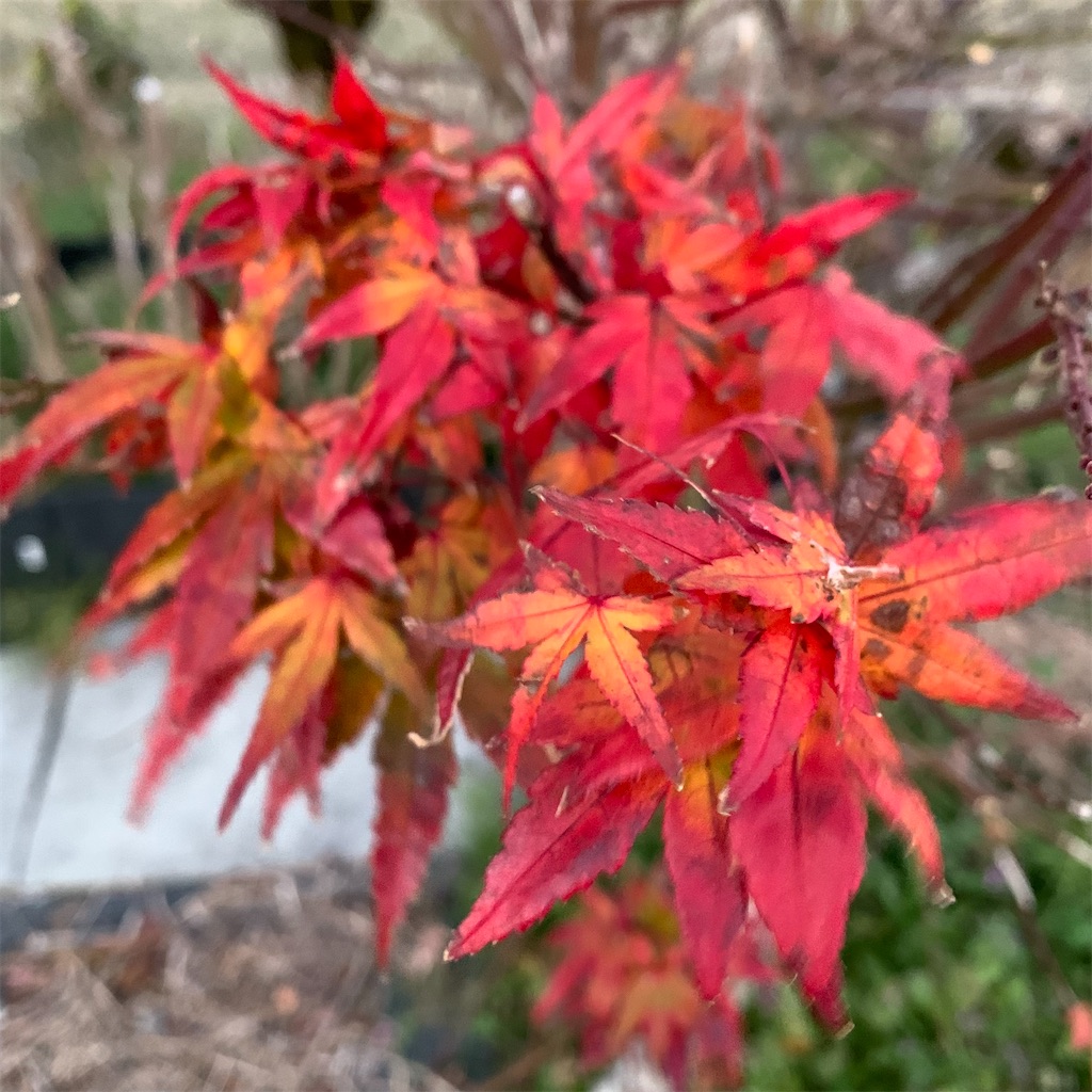 f:id:keikostyle:20211231072337j:image