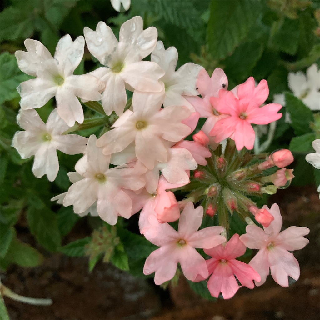 f:id:keikostyle:20220103054019j:image