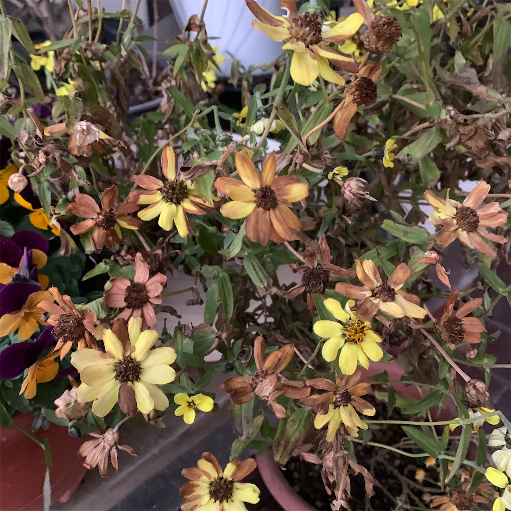 f:id:keikostyle:20220114072351j:image
