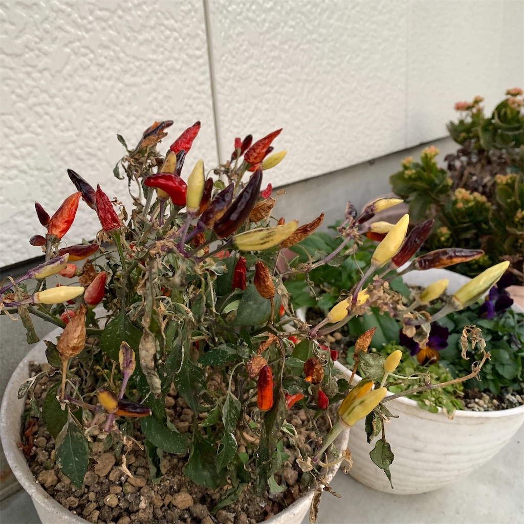 f:id:keikostyle:20220121072423j:image