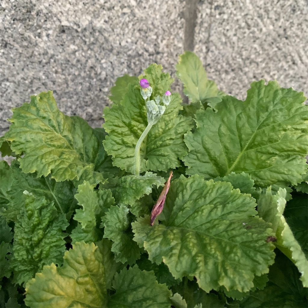 f:id:keikostyle:20220121072428j:image