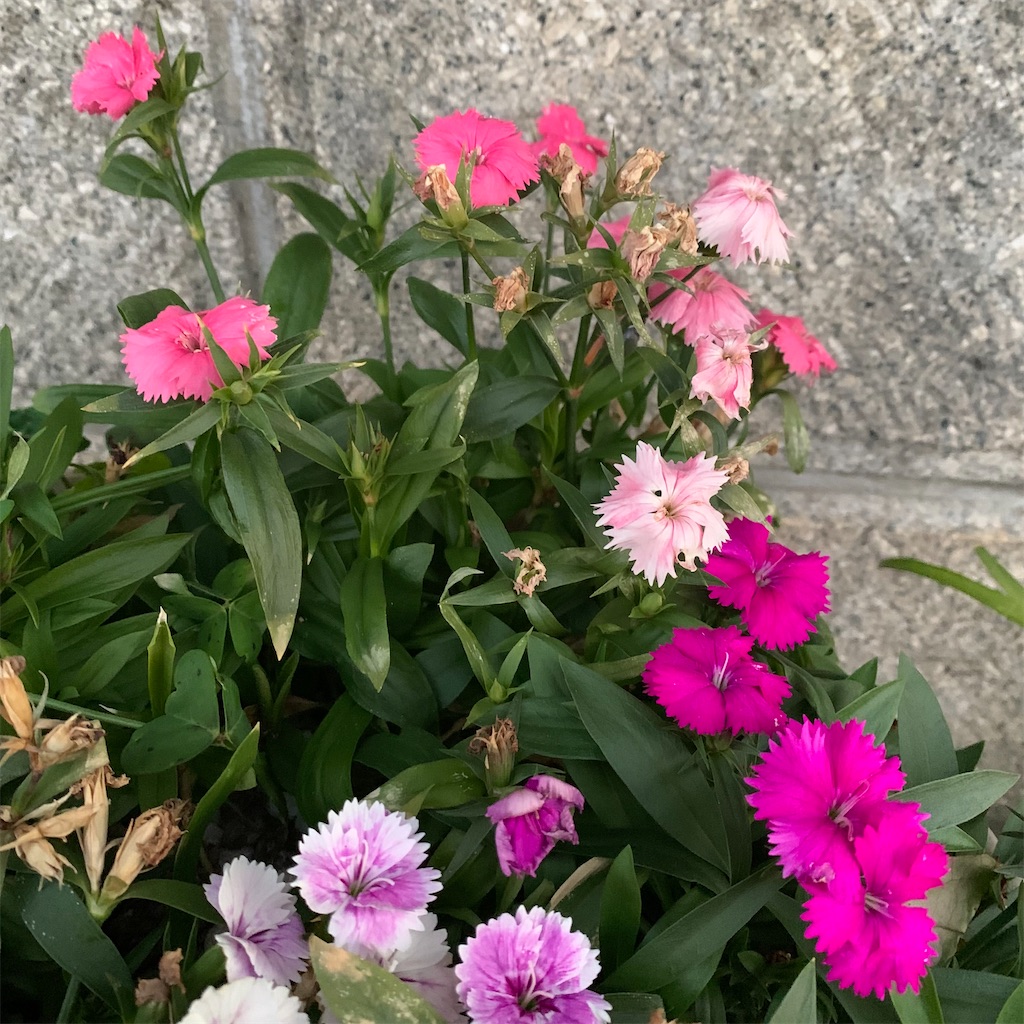 f:id:keikostyle:20220121072503j:image