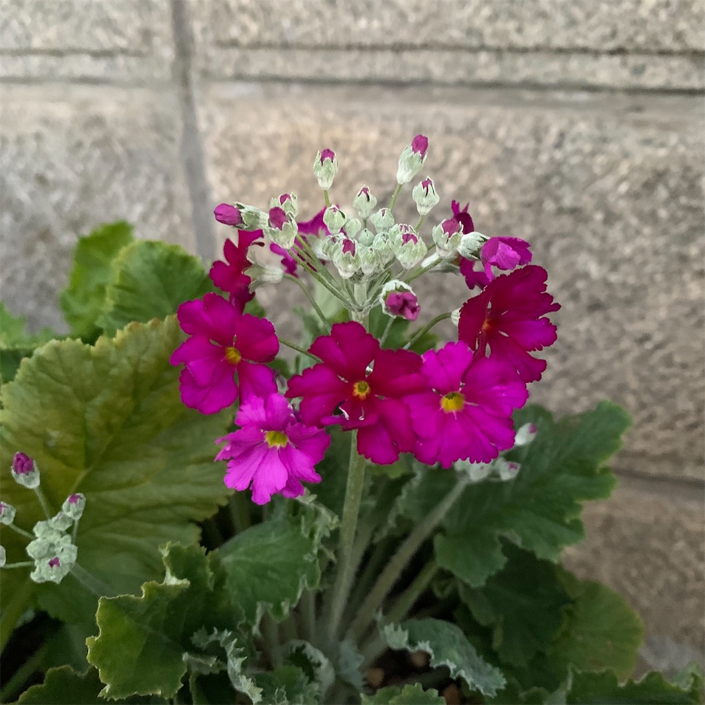 f:id:keikostyle:20220121072532j:image