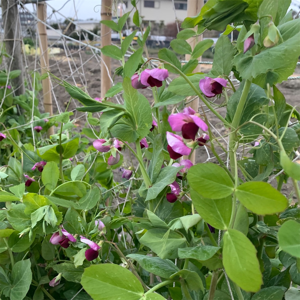 f:id:keikostyle:20220128071710j:image