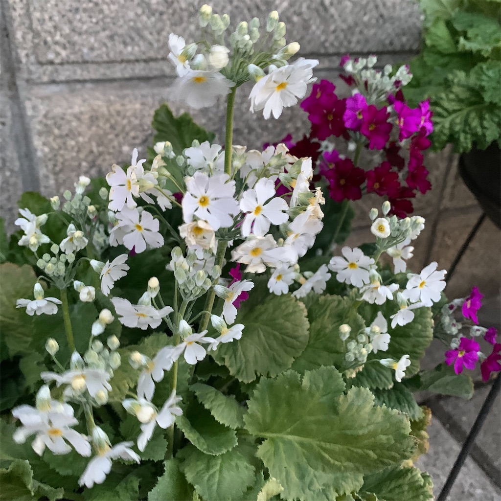 f:id:keikostyle:20220206071556j:image