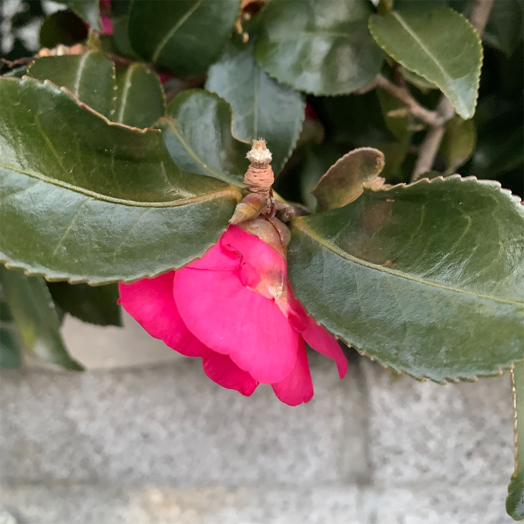 f:id:keikostyle:20220206071622j:image