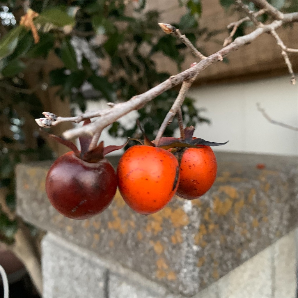 f:id:keikostyle:20220206071656j:image