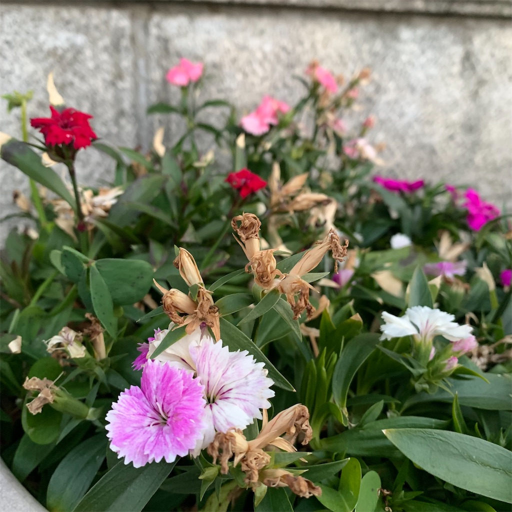 f:id:keikostyle:20220206071708j:image