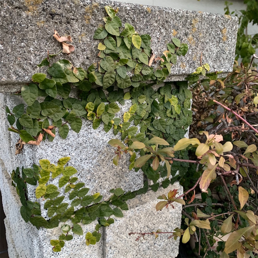 f:id:keikostyle:20220206071712j:image