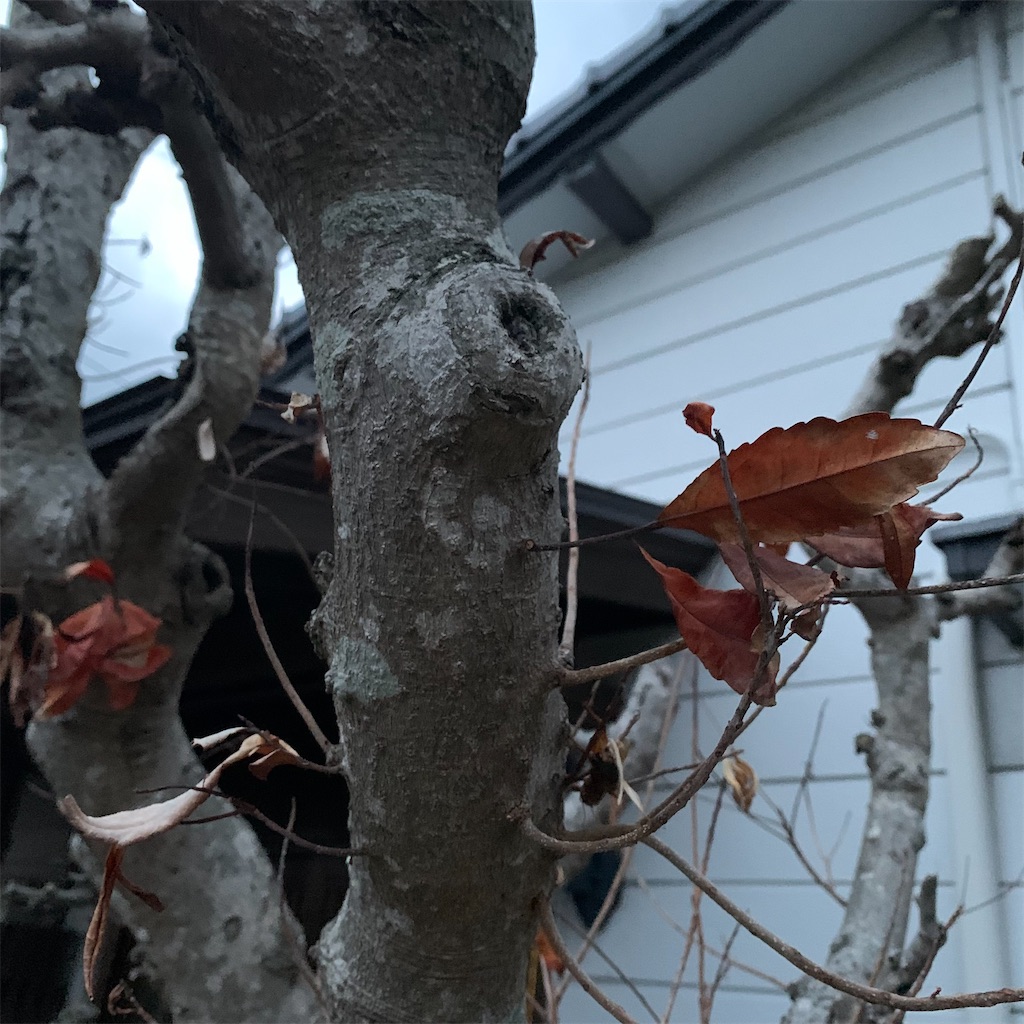 f:id:keikostyle:20220214070823j:image
