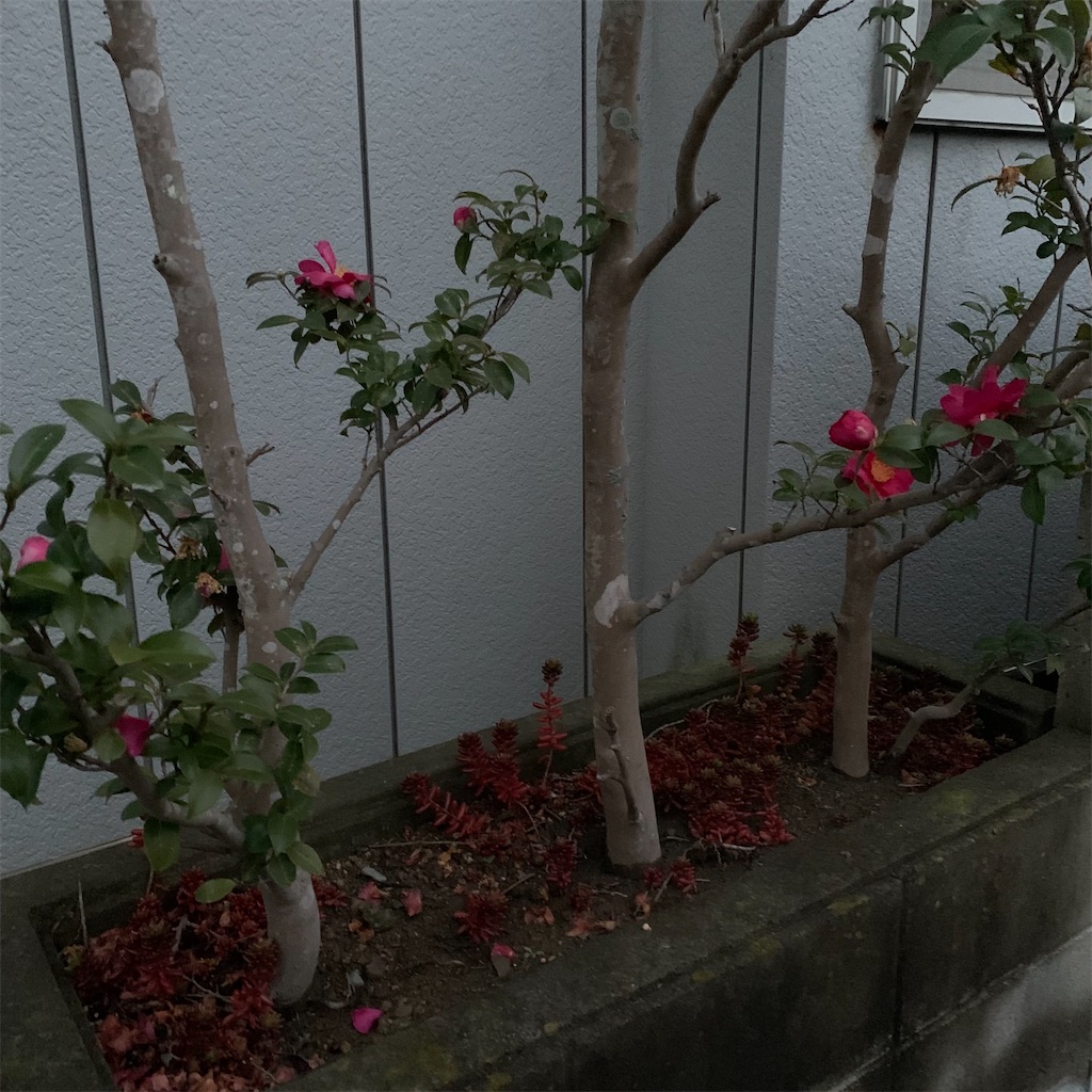 f:id:keikostyle:20220214070912j:image