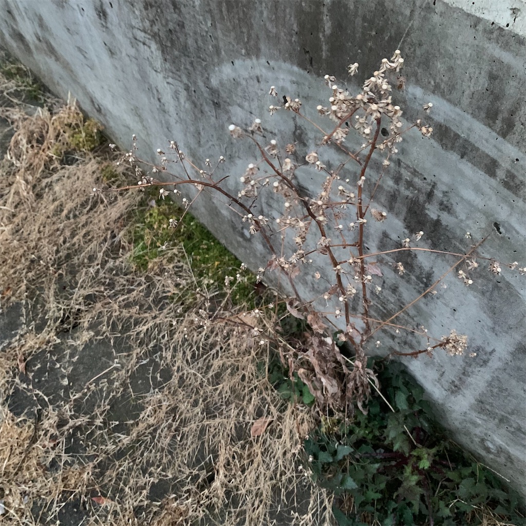 f:id:keikostyle:20220214070921j:image