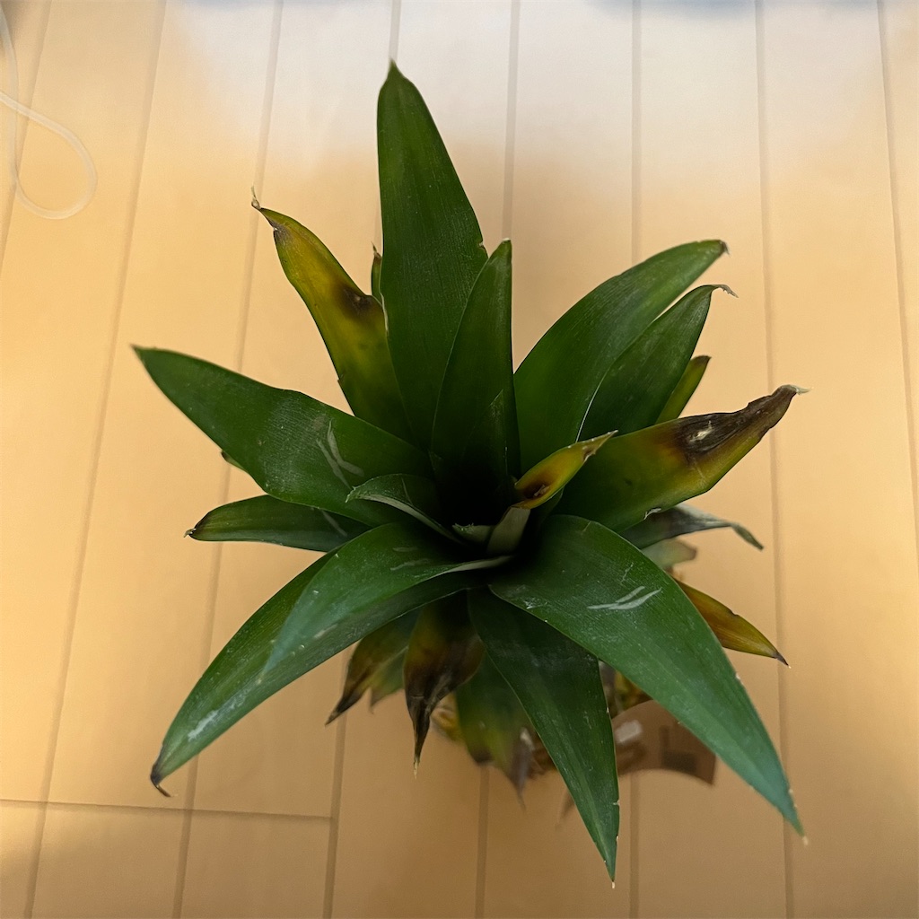 f:id:keikostyle:20220723200452j:image