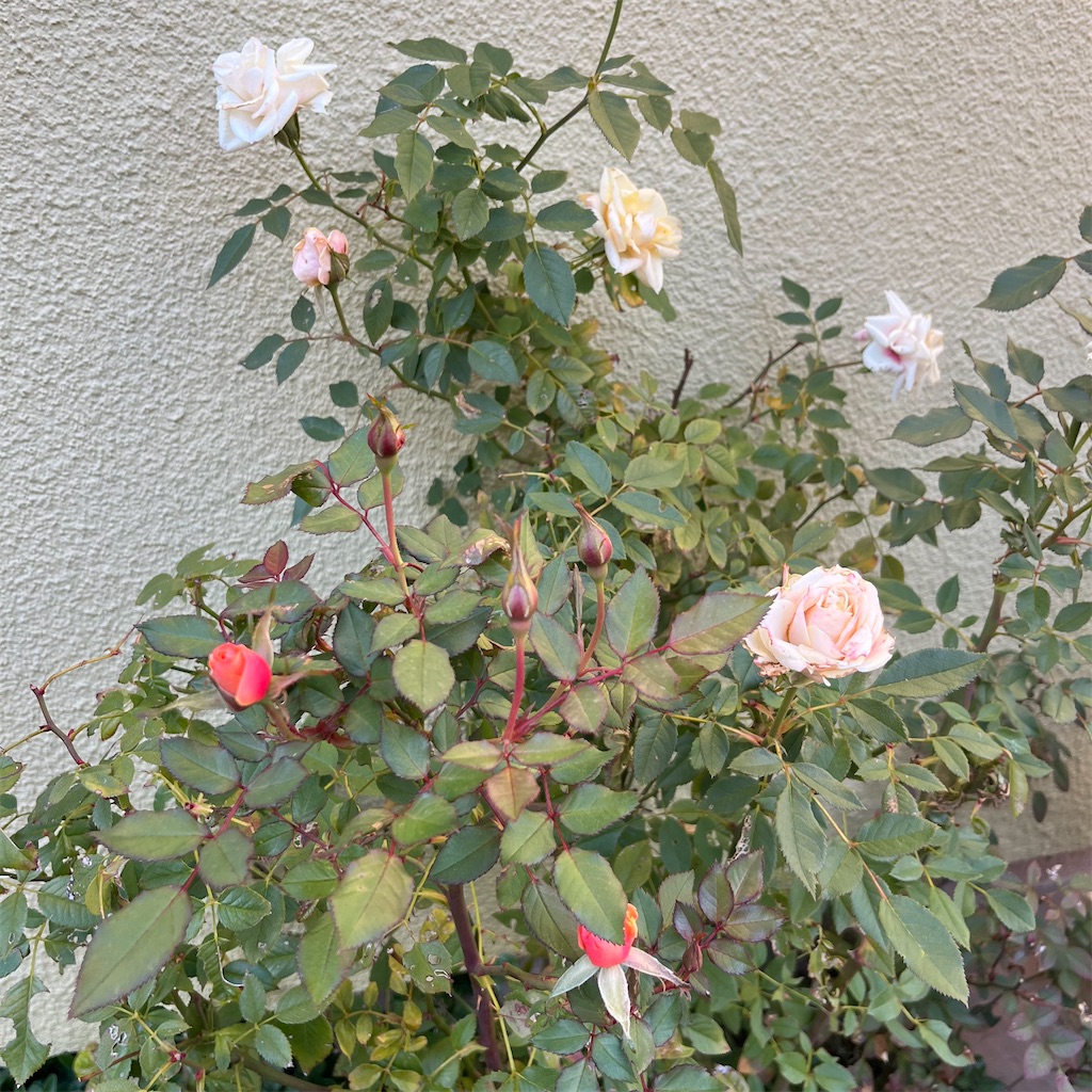f:id:keikostyle:20221219145857j:image