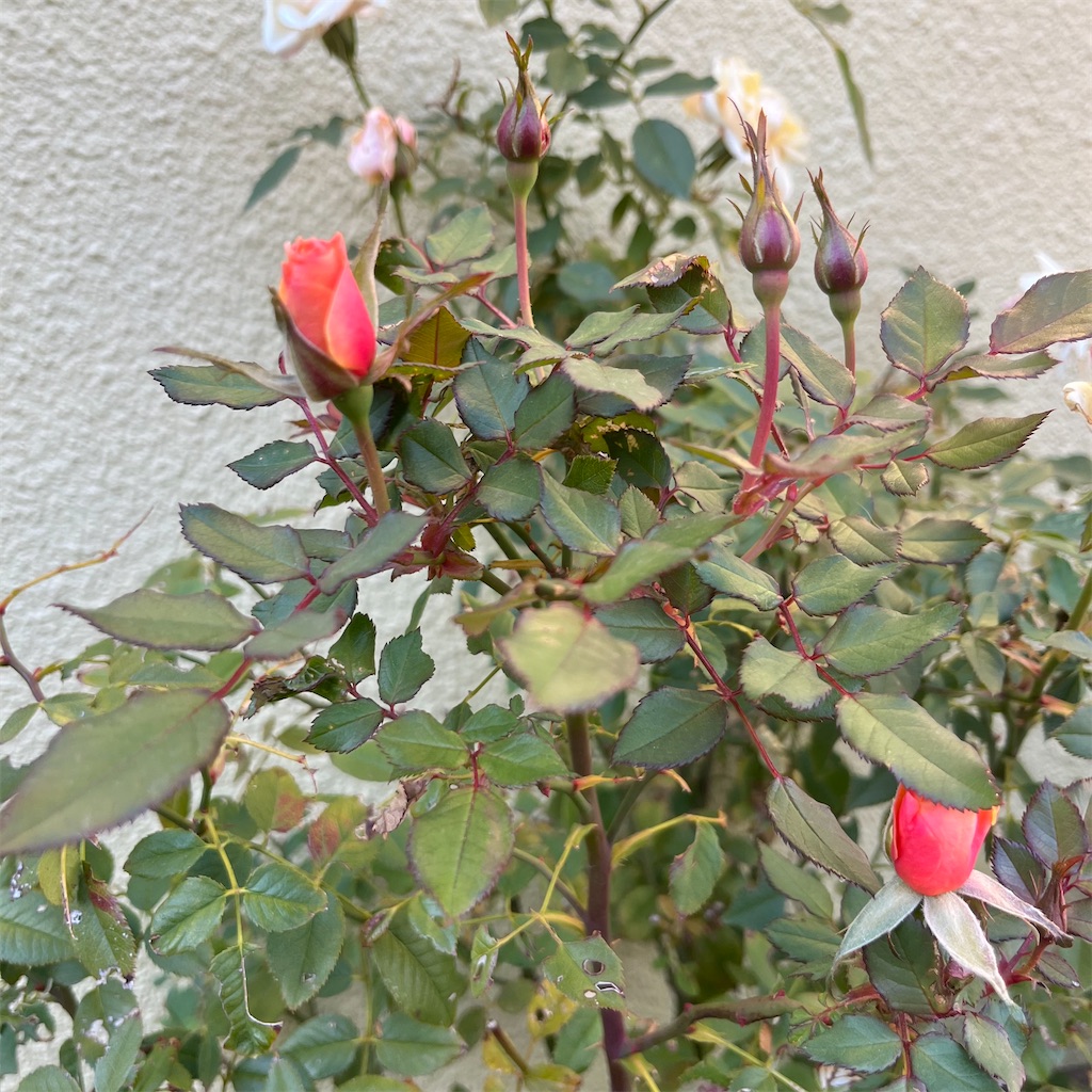 f:id:keikostyle:20221219145900j:image