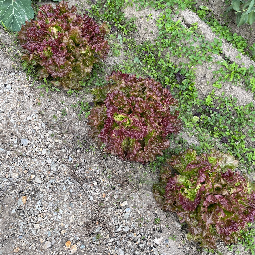 f:id:keikostyle:20230424175846j:image