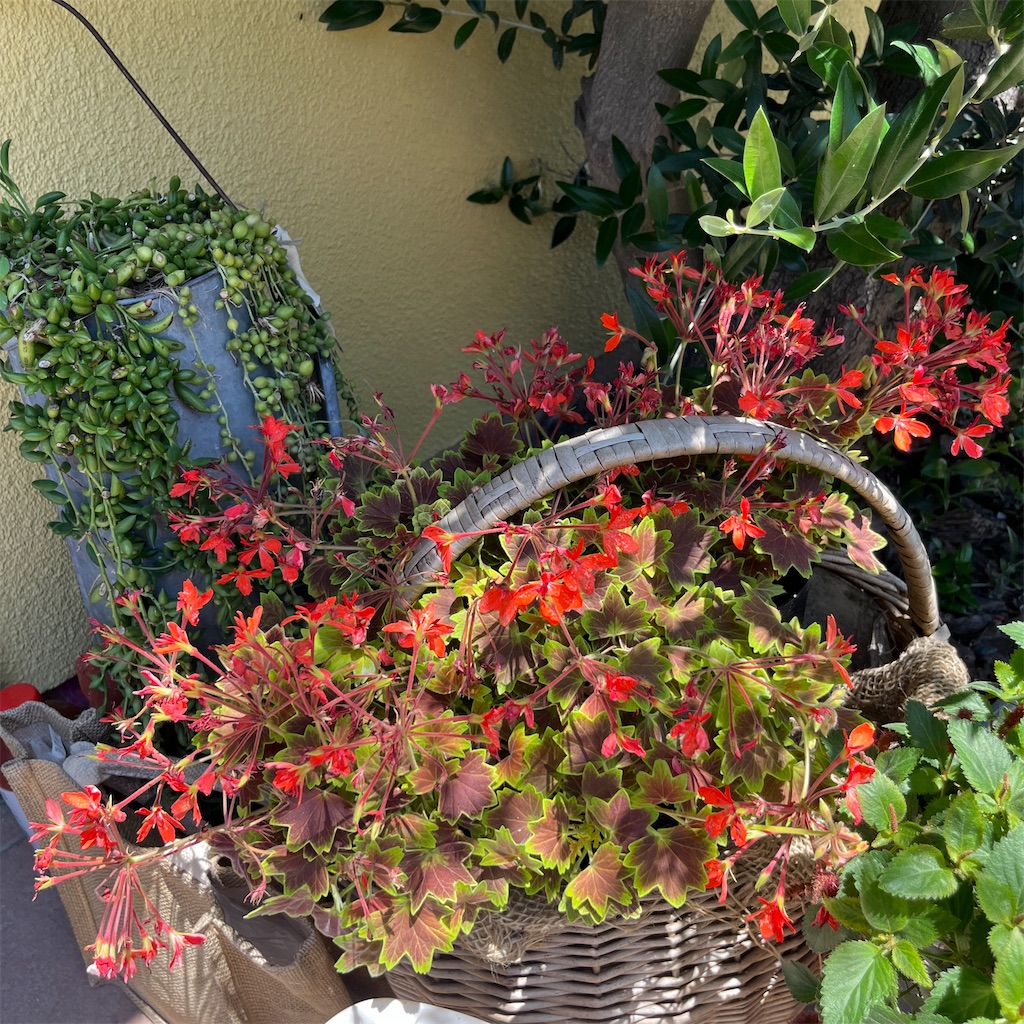 f:id:keikostyle:20230604201238j:image