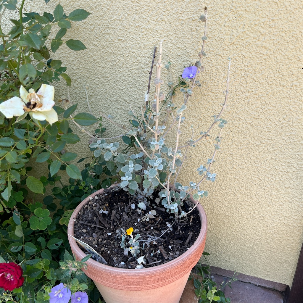 f:id:keikostyle:20230604201241j:image