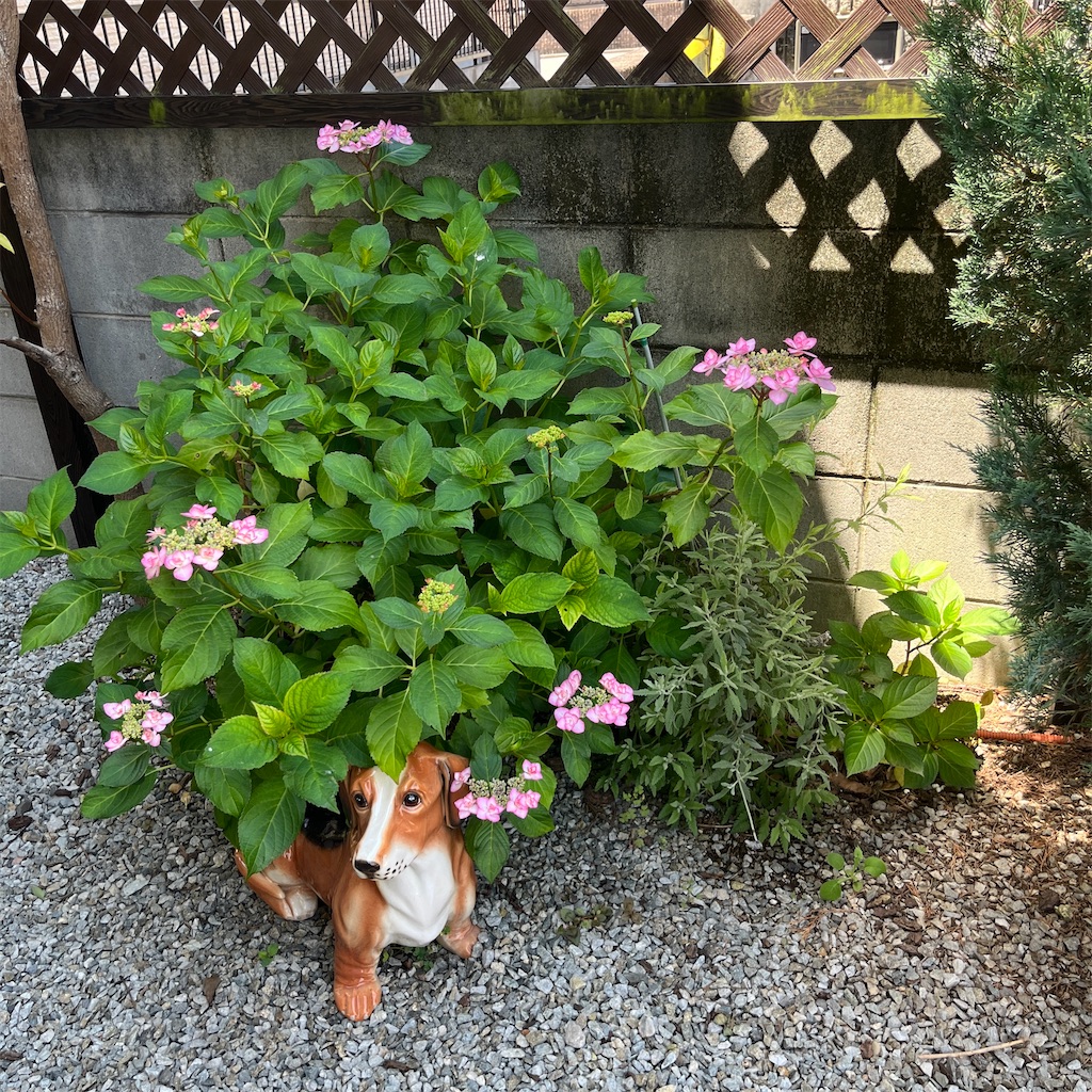 f:id:keikostyle:20230604201245j:image