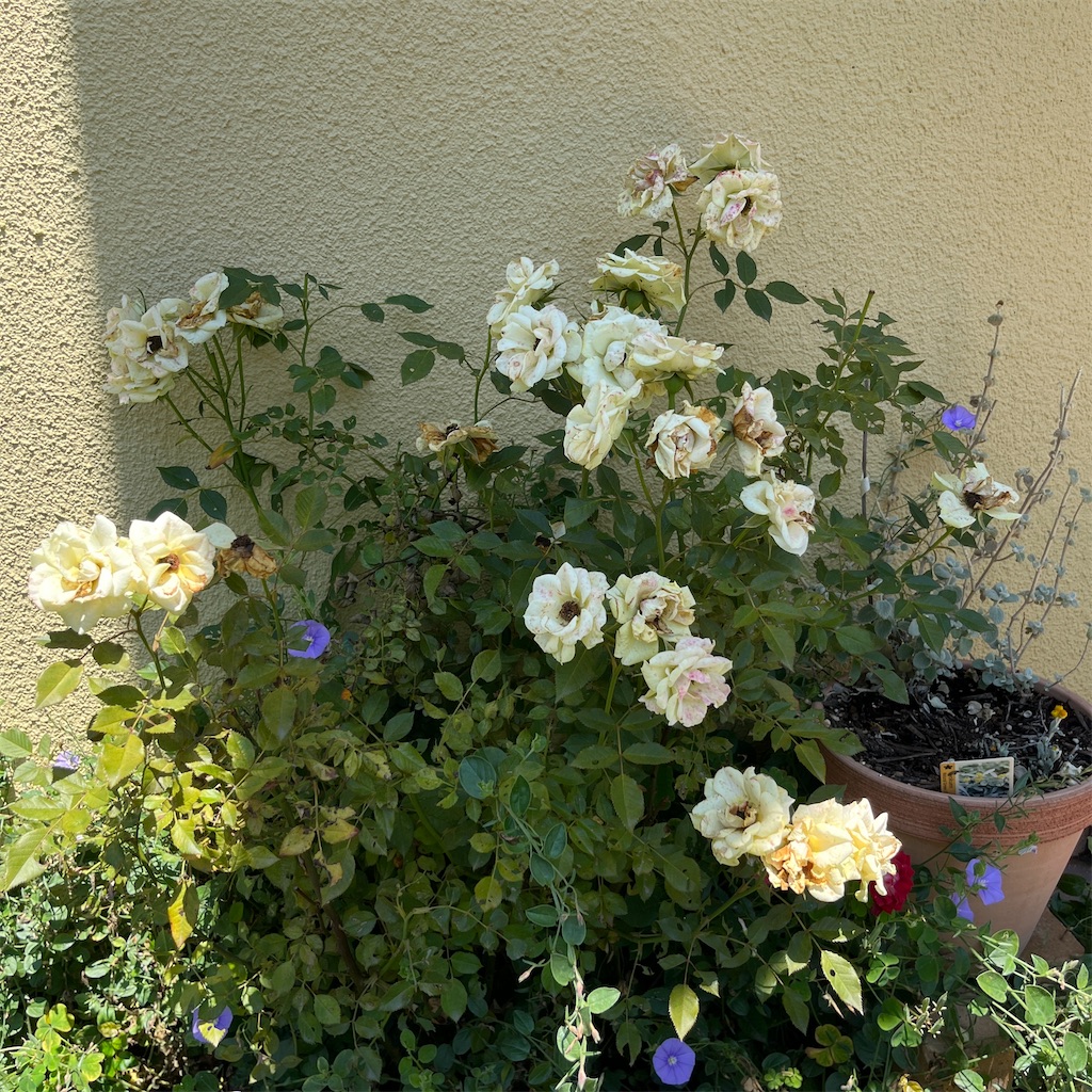 f:id:keikostyle:20230604201252j:image