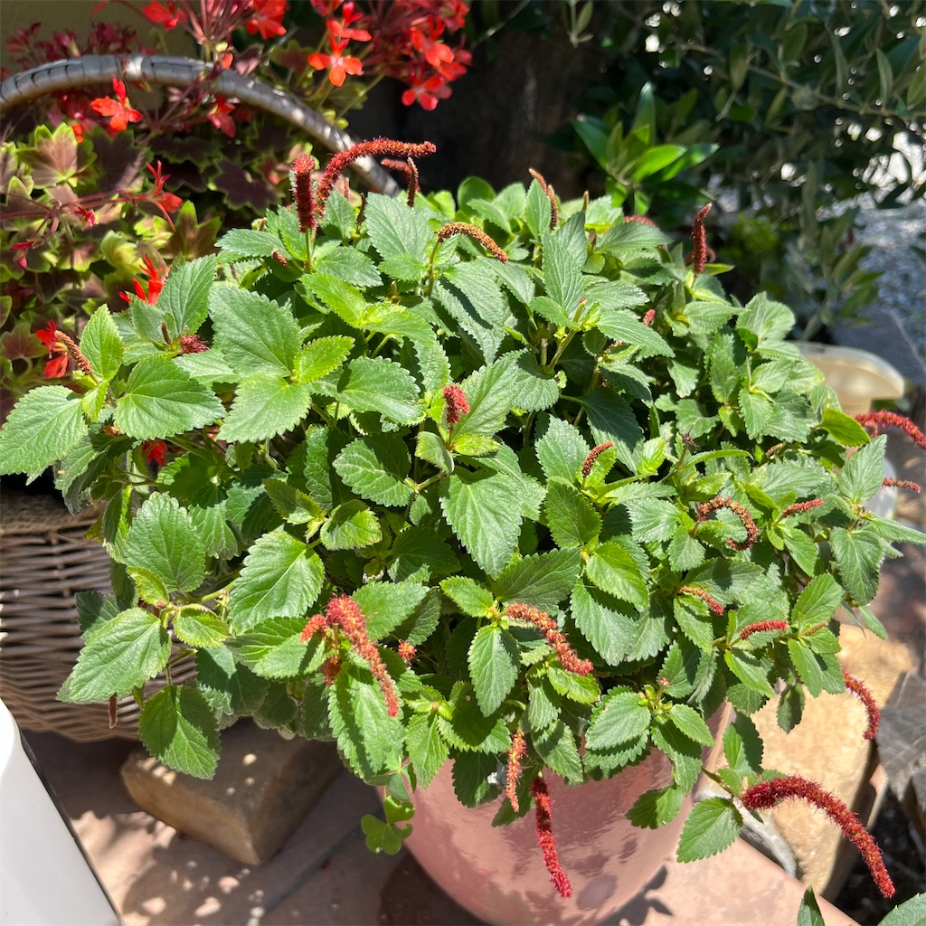 f:id:keikostyle:20230604201354j:image