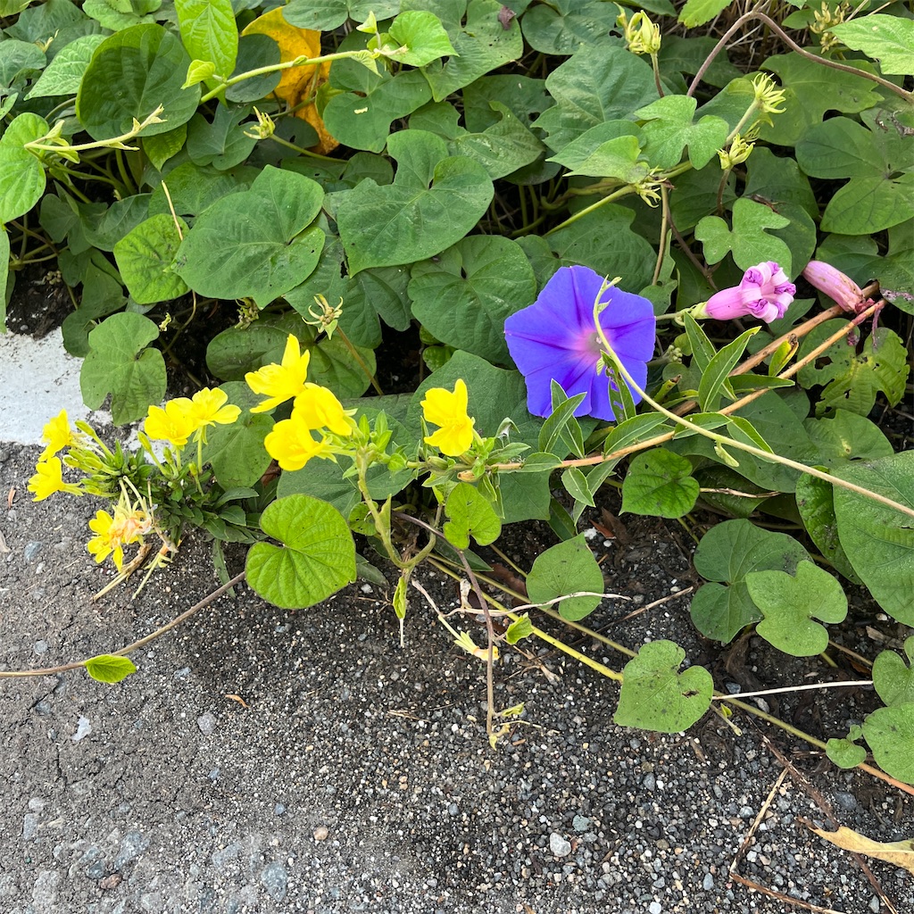 f:id:keikostyle:20230819070848j:image