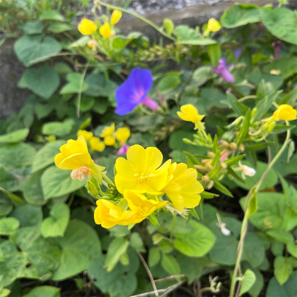 f:id:keikostyle:20230820063132j:image
