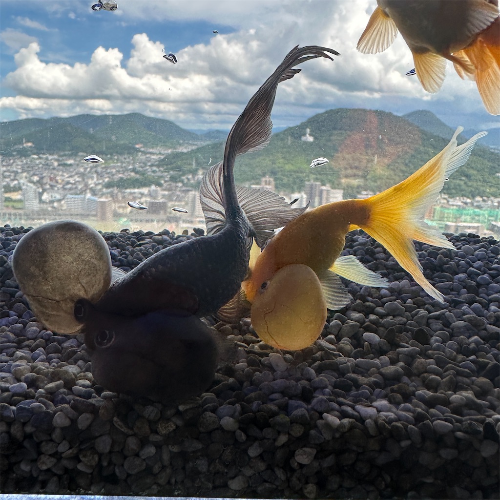 f:id:keikostyle:20230825201613j:image