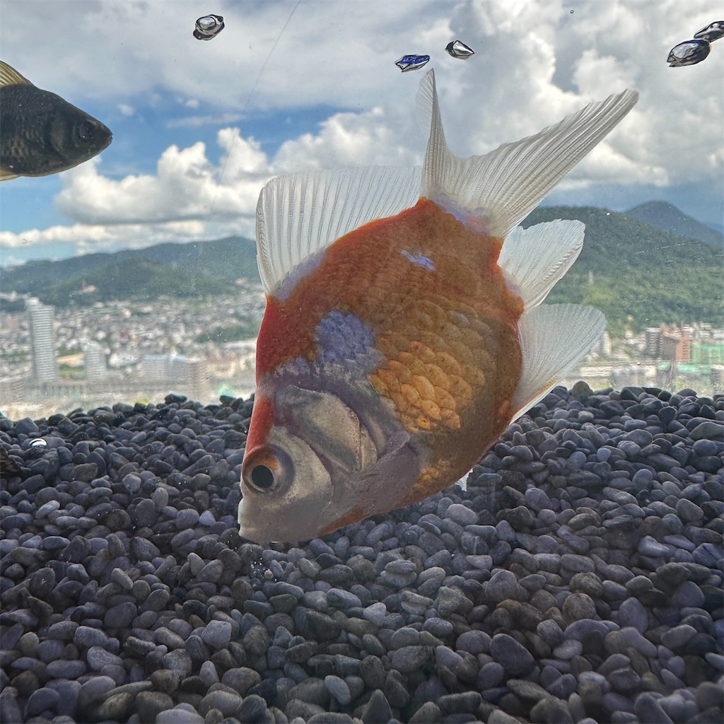 f:id:keikostyle:20230825201620j:image