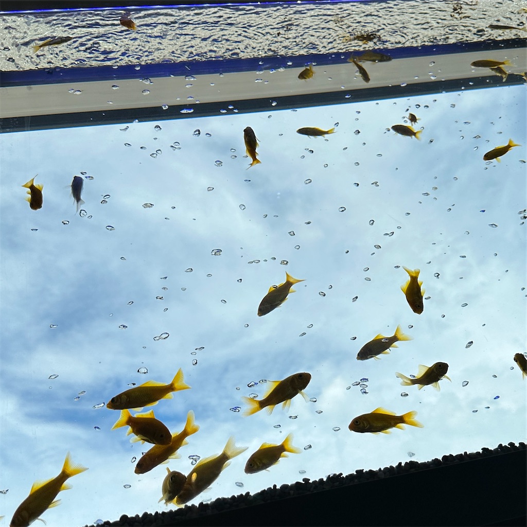 f:id:keikostyle:20230825201623j:image