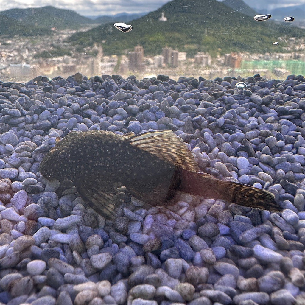 f:id:keikostyle:20230825201629j:image