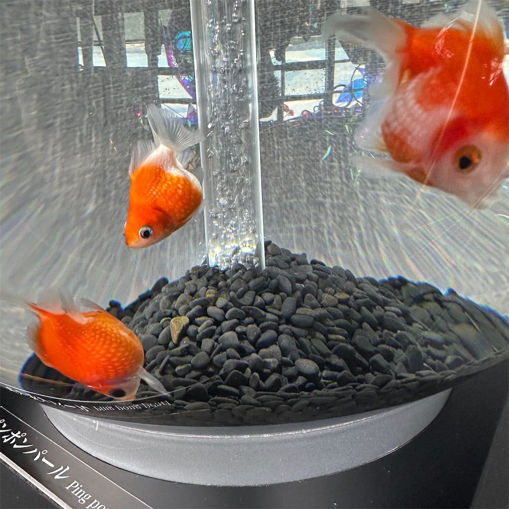 f:id:keikostyle:20230825201636j:image